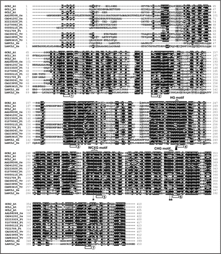 Figure 1 Amino acid sequence of GCR2 and multiple alignments with other lanthionine synthetase component C (LanC)-like proteins in plants and in humans. The amino acid sequences were aligned by CLUSTALW. Amino acids that are identical or similar are shaded with black or gray, respectively. The seven GXXG motifs are indicated by blocks underneath, and are numbered 1 to 7. The H reside of the HG motif in repeat 4 that is critical for substrate de-protonation for correct cyclization as shown in the crystal structure of the Lactococcus lactis LanC protein, nisin cyclise (NisC), and by site-directed mutagenesis studies,Citation18,Citation19 is indicated by a triangle underneath. The C residue of the WCXG motif of repeat 5 and the C and H residues in the CHG motif of repeat 6 that comprise conserved zinc-coordinating resides and are essential for the enzymatic activity of NisC, are indicated by stars underneath. The proteins aligned are (name of species and accession number in parentheses): GCR2_At (Arabidopsis thaliana, NP_175700), GCL1_At (Arabidopsis thaliana, NP_201331), GCL2_At (Arabidopsis thaliana, NP_850003), AAL58268_Os (Oryza sativa, AAL58268), CAD41202_Os (Oryza sativa, CAD41202), XIII3329_Pt (Populus trichocarpa, estExt_Genewise1_v1.C_LG_XIII3329), 01070083_Pt (Populus trichocarpa, eugene3.01070083), 00050115_Pt (Populus trichocarpa, eugene3.00050115), VIII1709_Pt (Populus trichocarpa, estExt_Genewise1_v1.C_LG_VII1709), CAO39241_Vv (Vitis vinifera, CAO39241), CAO23955_Vv (Vitis vinifera, CAO23955), CAN83415_Vv (Vitis vinifera, CAN83415), LANCL1_Hs (Homo sapiens, NP_006046) and LANCL2_Hs (Homo sapiens, NP_061167).