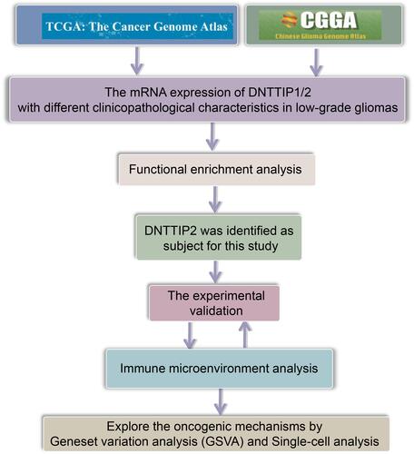 Figure 1 Study workflow.