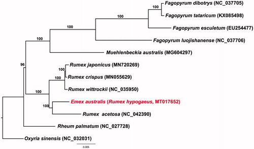 Figure 1. A phylogenetic tree of Emex australis and related family in Polygonaceae based on the 77 chloroplast genes of 12 species. The numbers above each branch showed the bootstrap values.