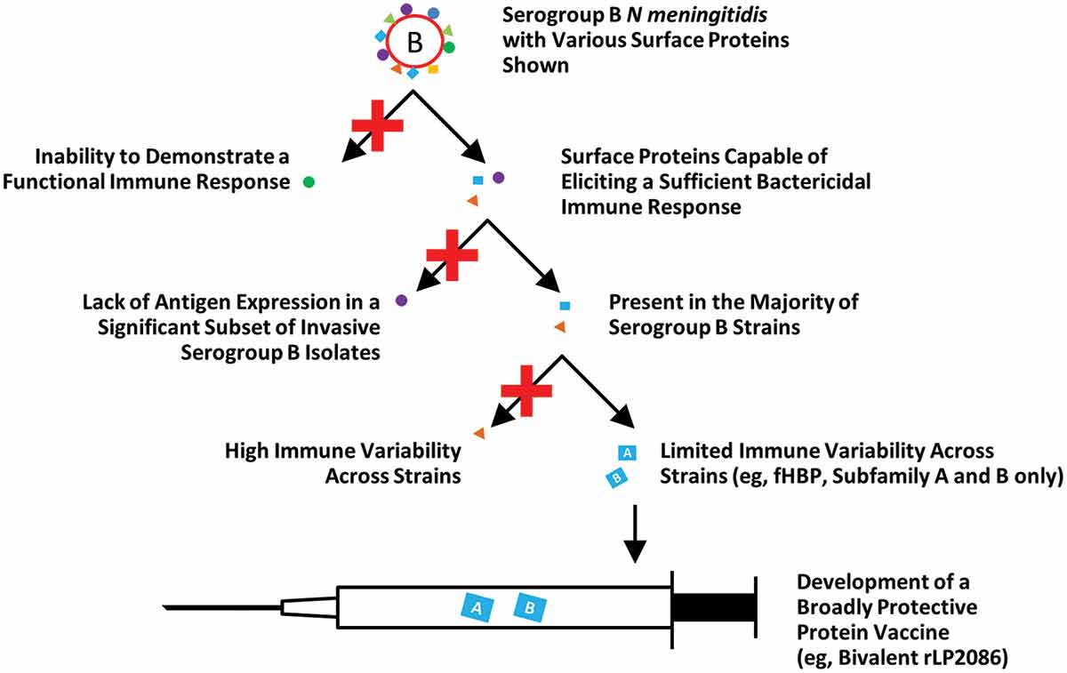 Figure 1. Serogroup B vaccine development. Serogroup B vaccine development has focused on surface proteins that elicit a sufficient immune response, are present in a majority of MnB disease strains, and have limited immunologic variability across diverse serogroup B strains. A conserved surface-exposed bacterial lipoprotein and human complement fHBP, also known as LP2086, was identified as a promising vaccine target.fHBP: factor H binding protein; MnB: meningococcal serogroup B.