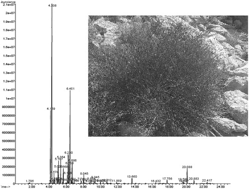 Figure 2. The aerial parts of F. angulata and the chromatogram found in a sample (for peak identification see Table 2).