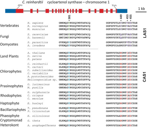 Fig. 2. Structure of the CAS1 gene of Chlamydomonas reinhardtii and multiple sequence alignment of key amino acids in both lanosterol synthase and cycloartenol synthase across species. * = conserved residues. Amino acids 381, 449 and 453 are highly conserved residues, D455 is the catalytic residue. The numbering of the amino acids is based on the Homo sapiens sequence. The crystal structure of the oxidosqualene cyclase in H. sapiens has been published (Thoma et al., Citation2004).