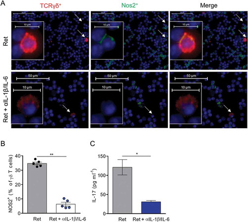 Figure 5. In vivo neutralization of IL-1β and IL-6 suppresses NOS2 expression in γδ T cells.(A-C) 3 month old Ret mice were treated or not during 2 weeks with antibodies neutralizing IL-1β and IL-6. (A, B) NOS2 expression was analyzed by microscopy in TdLNs from 5 mice in each group. Representative images showing γδ T cells positive for NOS2 derived either from untreated or treated Ret mice and stained with antibodies to TCR γδ (red), NOS2 (green) and counterstained with DAPI (blue). Bars 10 µM. 40 X objective. Arrows indicate γδ T cells. (B) NOS2 positive γδ T cells were quantified from 500 to 1500 γδ T cells. (C) Protein levels of IL-17 in primary tumor extracts, from untreated (n = 5) and treated (n = 5) Ret mice, were determined by ELISA. Each point represents individual mouse. Bars are mean ± SEM. *P < 0.05, **P < 0.01. (Mann-Whitney test).