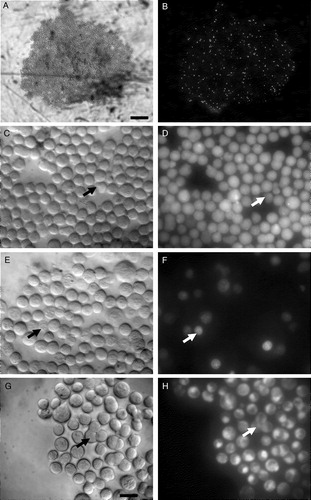 Figure 4. Viability assays. (a,b) Staining of dead cells with EthD-1, bright field and fluorescence microscopy respectively at time (t) = 60 min after ultrasound initiation; (c,d) Staining of live cells with Calcein AM (t = 15 min); blebbed cells, but not the blebs, have stained (arrows). (e,f) Dead cells staining with PI. Low refractility cells have been stained (arrows), (t = 60 min); (g,h) Staining of mitochondria of live cells with MiToTracker green FM. Spread cells have stained (arrows), (t = 5 min). Scale bar (a–b) is 250 µm, (c–h) is 20 µm.