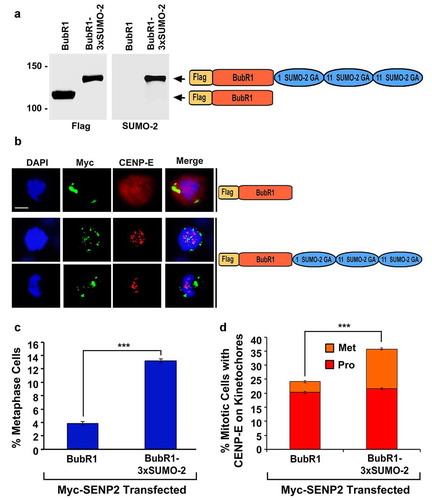 Figure 6. The expression of the BubR1-3× SUMO-2 fusion protein rescues the mitotic defects caused by SENP2 overexpression. (a) 293T cells were transfected with the constructs encoding Flag-BubR1 or Flag-BubR1-3× SUMO-2 followed by immunoblot analysis using anti-Flag and anti-SUMO-2 antibodies. (b-d) HeLa cells were co-transfected with two constructs encoding Myc-SENP2 and one of the Flag-tagged proteins, Flag-BubR1 or Flag-BubR1-3× SUMO-2, for 48 h and analyzed by immunofluorescence microscopy using anti-Myc and anti-CENP-E antibodies (b). Bar, 10 μm. The percentage (%) of mitotic cells with both Myc and Flag staining and present at metaphase (n ≥ 100 mitotic cells for each co-transfection) (c), and the fraction (%) of mitotic cells with both Myc and CENP-E staining (n ≥ 100 mitotic cells for each co-transfection) (d) were determined by DAPI staining and immunofluorescence microscopy (Pro, prophase and prometaphase; Met, metaphase). The plotted values are the means ± SEM from three experiments (***: p < 0.001; Student’s t test)