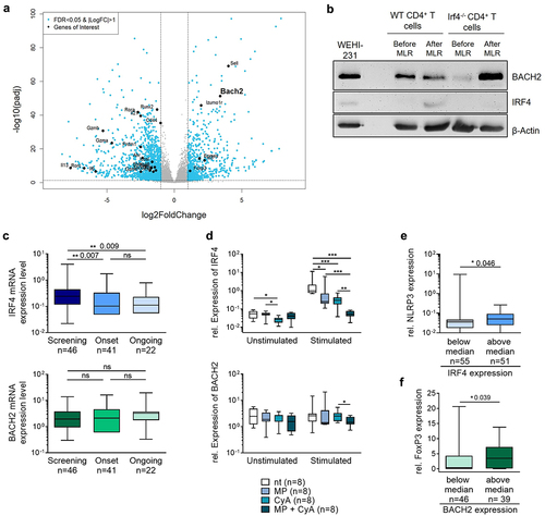 Figure 5. IRF4 but not BACH2 expression are altered by GVHD immunosuppressant therapy and influence inflammatory versus anti-inflammatory signatures in intestinal biopsies of GVHD patients.