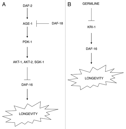 Figure 1 Signaling pathways that regulate longevity in C. elegans. The daf-2 insulin/IGF-1-like signaling pathway (A) and germline proliferation (B) both regulate the DAF-16/FOXO family transcription factor, which in turn regulates nematode longevity.