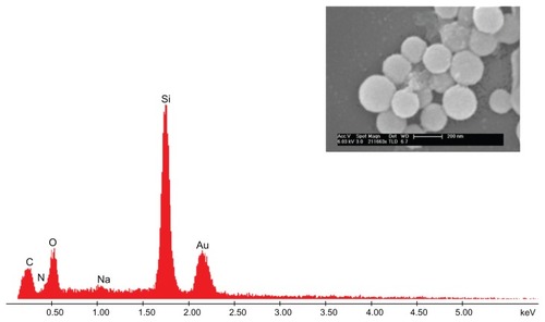 Figure 1 (A) Zeta potential variation as a function of layer number during the LbL process. The measurements were carried out at room temperature by suspending the particles in deionized water of pH 5.6. (B) SEM and (C) TEM images of CS-HP nanocapsules after core dissolution. (D) Size determined by dynamic light scattering.Notes: EDS indicates the presence of silica, and inset SEM image shows the nanocapsule to have a rough surface indicative of deposition.Abbreviations: CS, chitosan; EDS, energy-dispersive X-ray spectrometry; HP, heparin; SEM, scanning electron microscopy.