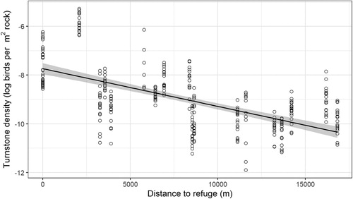 Figure 2. Corrected Figure 2 from original paper (Whittingham et al. Citation2019). Density of Turnstones was higher at sites closer to refuges (P = 0.021). Densities were calculated by log transforming mean Turnstone counts from 1998/1999 to 2015/2016, divided by the area of rocky shore at each site (data were missing for some years but note that weighted regression still showed the relationship to be significant (P = 0.018)). The solid line shows the best-fit line from the regression, and the shaded area shows the 95% confidence interval around the line.