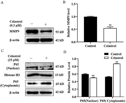 Figure 3. Celastrol suppressed MMP9 expression and P65 nuclear translocation in mammary epithelial cells. (A) Mammary epithelial cells were pretreated with Celastrol. The expression of MMP9 was measured by Western blot analysis. β-actin expression was evaluated as an internal control. (B) Quantification of MMP9 expression from the Western blots in panel A. (C) Mammary epithelial cells were treated with Celastrol for. Nuclear and cytoplasmic extracts were prepared and Western blot analysis was performed. Histone H3 and β-actin were used as an internal control for nuclear and cytoplasmic extracts, respectively. (D) Quantification of nuclear and cytoplasmic P65 expression from the Western blots in Panel C. Data are expressed as mean ± SEM of three independent experiments. *p < 0.05 and **p < 0.01 compared with the control.