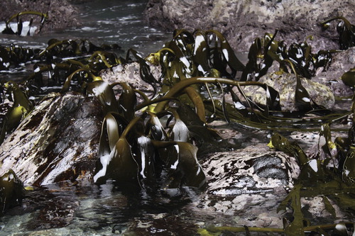 Figure 4. D. willana on southern coast of Fiordland National Park near Green Islets, 2 km southwest of Andrew Burn (Figure 1, site 22). Photo taken between surges at low tide, 6 February 2012, Plants in the lower right corner are D. antarctica.