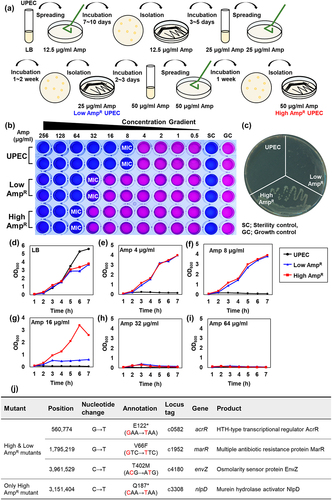 Figure 1. The ampicillin-resistant UPEC strains generated in the laboratory.