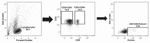 Figure 5. Gating strategy. The plots present the strategy used for identifying perforin-expressing cells as a typical example of the overall gating strategy. The left panel shows the selection of cells most likely to represent lymphocytes based on their size (x-axis) and granularity (y-axis); the middle panel shows the selection of CD4+ and CD8+ T cell populations based on the expression of the CD3 receptor (y-axis) and on the absence or presence, respectively, of the CD8 receptor (x-axis); the right panel shows the selection of the CD4+(CD8-)perforin+ cells out of the total CD4+(CD8-) cells based on the expression of perforin (x-axis) plotted against side scatter (y-axis) for improved visualization.