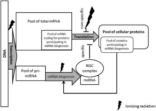Figure 7. Influences of ionizing radiation on cellular processes and miRNA biogenesis.