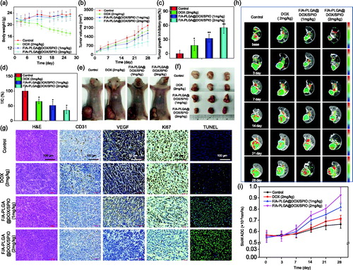 Figure 5. In vivo therapeutic effects of F/A-PLGA@DOX/SPIO NPs in A549-bearing mice. Body weight (a) and tumor volume (b) changes of A549 tumor-bearing mice following different treatments. The tumor growth inhibitory rate (c) and relative tumor proliferation rate (d) of different groups of A549 tumor-bearing mice at 28 days. Photographs of size and morphology of tumors (e) and tumor gross specimens (f) from different groups of mice 28 days after the treatment (scale: 1 cm). Bars with different characteristics are statistically different at the p < .05 level. *p < .05 vs. control. **p < .01 vs. control. (g) H&E, immunohistochemically analysis, and TUNEL staining in tumor sections from different treatment groups. Original magnification of H&E, CD31, and TUNEL: 20×; original magnification of Ki67 and VEGF: 40×. (h) MR slow ADC maps of A549-bearing mice after different treatment groups at different times. Tumor sites are circled by dashed lines. (i) Broken line chart of the changing trend of tumor slow ADC value for each group at different times. Values expressed as means ± SD (n ≥ 15).