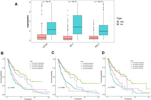 Figure 6 Impact of immune-related lncRNA signature and immune checkpoint-related gene expression on survival outcome in cutaneous melanoma. (A) Differences in expression of immune checkpoint-related genes (CTLA-4, PD-1, and PD-L1) in high and low risk populations. Kaplan-Meier survival curves among four-patient-groups stratified by the immune-related lncRNA signature and (B) CTLA-4, (C) PD-1 and (D) PD-L1 expression.