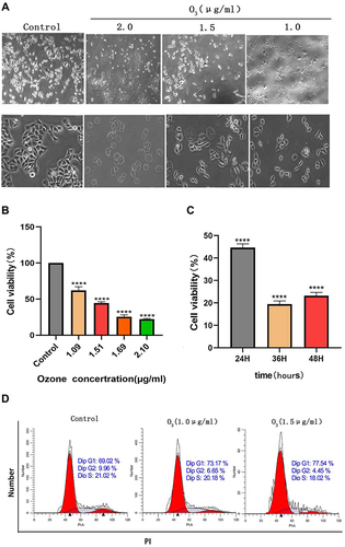 Figure 1 Ozonated water suppresses BELL7402 cell proliferation. (A) Liver cancer cell lines were treated with various concentrations of ozone (2.0,1.5,1.0 μg/mL) for 10 min, observe the morphology of cells. (B) Liver cancer cell lines were treated with various concentrations of ozone (2.2, 1.69, 1.51, or 1.09 μg/mL) for 10 min, 24h incubation Cell proliferation was assessed using a CCK-8 kit. *(C) Liver cancer cell lines were treated with 1.5μg/mL concentrations of ozone for 10 min, 24h, 36h, 48h incubation Cell proliferation was assessed using a CCK-8 kit. (D) Cell cycle detection by flow cytometry ****P<0.0001, n=3.