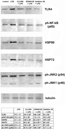 Figure 3.  Inhibitors of cellular signaling pathways decrease expression of some of the proteins involved in LPS-induced response in RAW 264.7 cells. Expression of proteins was measured in cells lysed by boiling in Laemmli sample buffer. Equal amounts of protein were analyzed by Western blot analysis using corresponding antibodies. The values shown at the bottom in the Table were calculated as relative units and are the results of tested protein blots densitometry by program QAPA from four independent experiments, values are expressed as a percentage of control. Control values of the left blots were in all cases assumed to be 100%; tubulin is shown on a parallel blotting panel. Value is significantly different from LPS (*p < 0.05, **p < 0.01) or from IKK Inhibitor XII (^p < 0.05).