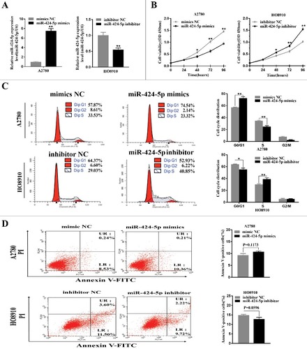 Figure 2. Effect of miR-424-5p on cellular proliferation and cycle distribution. (A) Levels of miR-424-5p in A2780 and HO8910 cells were analyzed 24 h after mimics or inhibitor transfection. (B) Overexpression of miR-424-5p suppresses EOC cell growth. Cell viability was measured by CCK-8 assay on 24, 48, 72, 96 hours after miR-424-5p mimics, inhibitor and its controls transfected in A2780 and HO8910 cells, respectively. (C) Upregulation of miR-424-5p promotes G1/S transition in A2780, and downregulation of miR-424-5p arrests G1/S transition in HO8910, compared with the corresponding controls. (D) No significant difference between A2780 and HO8910 each treated with miR-424-5p mimics, inhibitor and its control groups in apoptosis. The data were shown by mean±SEM from three independent experiments, where appropriate, #p<0.05; ##p<0.01.