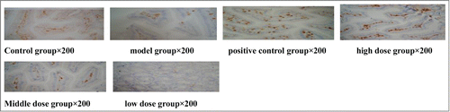 Figure 1. Effects of Fuzheng Paidu Tablet on the intestinal CD3+ cells in CY-induced immunosuppressed mice.