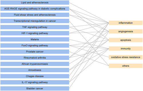 Figure 4. The pathways–phenotypes interaction network.