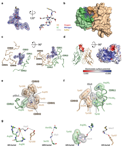 Figure 2. The CD3ε peptide is cradled in a concave paratope on the ADI-26906 Fv. Crystal structure of the CD3ε N-terminal peptide bound to ADI-26906 Fab (shown as Fv). (a, b) The CD3ε peptide is shown as a ball-and-stick model, with carbon atoms colored light gray, oxygen atoms red, nitrogen atoms blue and sulfur atoms yellow. The peptide 2Fo-Fc electron density at 3.0 sigma is shown as a blue mesh with a 1.8 Å carve. (a) 2Fo-Fc density was calculated from an SA omit map generated in PHENIX after simulated-annealing refinement with the inhibitor occupancy set to 0.0 and with zero occupancy atoms ignored during refinement. 120° clockwise rotation around the Y-axis of the CD3 peptide is shown with black dashed lines showing the hydrogen bonds that form the canonical 310 helix (b) ADI-26906 Fv is shown as a molecular surface with heavy chain colored tan and light chain colored green, where the binding footprint of the peptide is shown in darker shades. (c) The top and side view of the CD3ε peptide proximite to isolated CDR loops of ADI-26906 which are shown as ribbons. Chains and the CD3 peptide are colored the same as in 2a and 2b (d) The electrostatic surface potential (calculated at pH 7.0 using ABPS) of the CD3ε peptide (left) and the paratope of ADI-26906 Fab (right), are shown as a color scale from red (predicted electronegative surface patches) to blue (predicted electropositive surface patches). Top view (e) of N-terminal pyroglutamic acid of the CD3ε peptide bound to the ADI-26906 paratope. Side chains are shown as transparent molecular surfaces. Key interactions are represented as dotted lines, with hydrophobic interactions in blue, aromatic pi-stacking interactions in pink, hydrogen bonding in gray, and salt bridges in lime green. Top view (f) of Glu6 of the CD3ε peptide bound to the ADI-26906 paratope. Colored the same as 1e. The center-of-charge of the carboxylic acid of glutamate is represented by a spherical pseudoatom colored lime green. Views (g) of Asp2 (leftmost), Gly3 (middle left), Asn4 (middle right), and Met7 (rightmost) residues on the CD3ε peptide and their interactions with key residues in the ADI-26906 paratope, colored and represented the same as in 1f. Residues in the antibody variable regions are referred to using the Chothia numbering system.