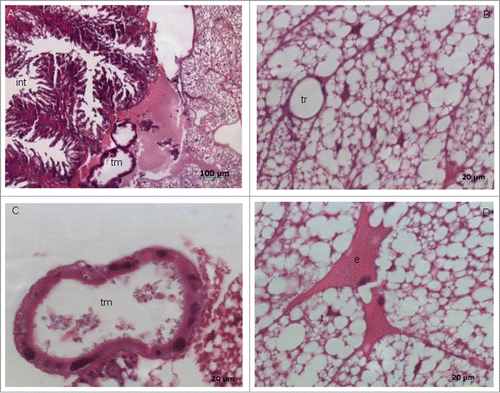Figure 7. Photomicrographs of a histologically normal fat body of Galleria mellonella larvae not infected with the microorganisms. (A) Note the presence of Malpighi tubules (tm), part of the intestine (int), and trophocytes (t). HE; original magnification: 100x. (B) Presence of the trachea (TR) surrounded by trophocytes of the fat body. HE; original magnification: 630×. (C) Malpighi tubule (tm) responsible for the removal of excreta from the hemolymph. HE; original magnification: 630×. (D) Presence of trophocytes (t) with irregular nuclei and oenocytes (e). HE; original magnification: 630×.
