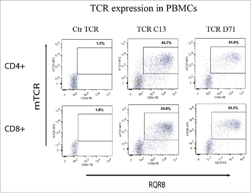 Figure 6. TCR expression in primary T-cells. PBMCs were transduced with TCR-C13_RQR8, TCR-D71_RQR8 or a control TCR and analyzed by flow cytometry. The expression of TCR C13/D71 was measured with a mAb recognizing the murine constant beta region (mCb) incorporated in the TCRs. The expression of marker/suicide gene RQR8 was measured with the mAb QBen10. The figure shows the expression of TCR C13_RQR8 and D71_RQR8 in CD4+ and CD8+ T cells. Left, middle, and right plots show cells transduced with the control TCR (ctr TCR), TCR C13, and TCR D71, respectively. The percentage of cells staining double positive for TCRmCb and RQR8 is given.