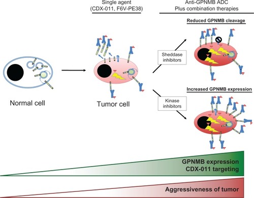 Figure 3 Therapeutic strategies employing anti-GPNMB antibody-drug conjugates (ADCs).