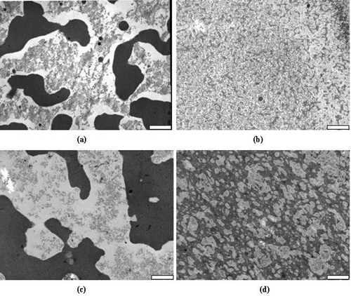 Figure 11 TEM micrographs of four different commercial confectionery gels showing a) a starch/sugar-rich matrix enclosing gelatin-rich inclusions; b-c) a bicontinuous structure d) a gelatin-rich matrix enclosing starch/sugar-rich inclusions (scale bars all 2μm) from Burey[Citation122].