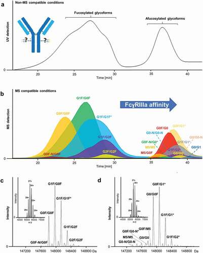 Figure 1. FcɣRIIIa affinity chromatography for a therapeutic mAb. (a) UV chromatogram using reported non-MS compatible conditions. (b) AC-MS under MS-compatible conditions represented by extracted ion chromatograms of detected glycoforms. (c and d) Deconvoluted mass spectra and charge state distribution (inserts) of (c) 2x fucosylated (18– 34 min) and (d) remaining glycoforms (34– 42 min). In case of multiple possibilities (asterisk), the most probable glycoform is presented, based on reference data (Supplemental Table 7); all possible glycoforms and their structures are listed in Supplemental Table 1 and 4.