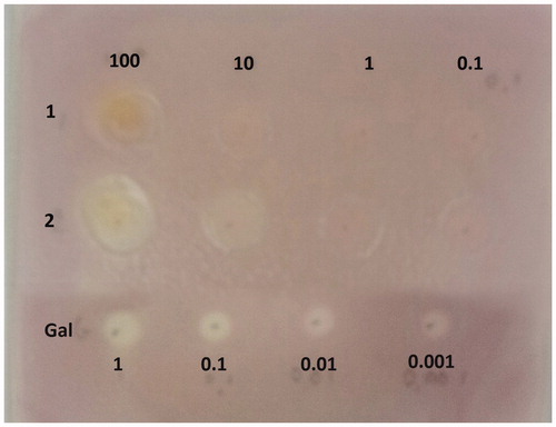 Figure 2. In solid AChE inhibitory activity of selected T. versicolor extracts. 1 – methanolic extract (MeOH) of T. versicolor; 2 – water extract (H2O) of T. versicolor; Gal – galanthamine, used as a positive control.