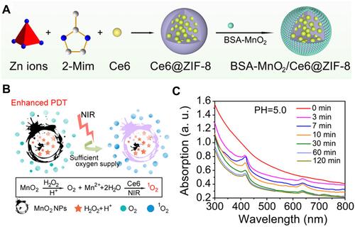 Figure 13 (A) Schematic Illustration for the Formation of a BSA-MnO2/Ce6@ZIF-8 nanoplatform and (B) degradation behavior of BSA-MnO2/Ce6@ZIF-8 NPs dispersed in DI water with pH 5.0; (C) oxygen production ability of Ce6@ZIF-8 and BSA-MnO2/Ce6@ZIF-8 NPs dispersed in DI water with different pH in the presence of H2O2. Reprinted with permission from Sun Q, Bi H, Wang Z et al. O2-Generating Metal–Organic Framework-Based Hydrophobic Photosensitizer Delivery System for Enhanced Photodynamic Therapy. ACS Applied Materials & Interfaces. 2019;11(40):36,347–36,358. Copyright (2019) American Chemical Society.Citation56