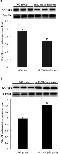 Figure 7. Effect of miR-23b-3p on POU1F1 protein expression level in pituitary cells of Yanbian yellow cattle. (a) The relative expression level of POU1F1 protein in pituitary cells transfected with miR-23b-3p mimics. Mimics (miR-23b-3p-mi group) and mimics control substance (NC group) of miR-23b-3p were transfected into pituitary cells of Yanbian yellow cattle, with three replicates in each group. Compared with NC group, the column marking** showed extremely significant difference (P<0.01); (b) The relative expression level of POU1F1 protein in pituitary cells transfected with miR-23b-3p inhibitor. Inhibitor (miR-23b-3p-in group) and inhibitor control substance (iNC group) of miR-23b-3p were transfected into pituitary cells of Yanbian yellow cattle, with three replicates in each group. Compared with iNC group, the column marking** showed significant difference (P<0.01). β-actin was used as an internal control. Electrophoresis of the POU1F1 and β-actin gene fragment was from two separate gels.