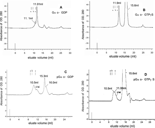 Figure 5.  Gel filtration chromatography of Gαo in different states on a Superdex™ 200 HR 10/30 column. The elution positions of the standard proteins were indicated as: (a) trimer of bovine serum albumin, BSA (210 kD, 8.9 ml); (b) dimer of BSA (140 kD, 9.8 ml); (c) monomer of BSA (68 kD, 11.2 ml).