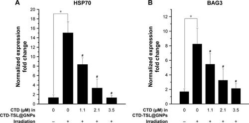 Figure 7 CTD inhibits HSP70 and BAG3 expression.Notes: The mRNA expression of HSP70 (A) and BAG3 (B) with increasing CTD concentration was measured by qPCR. A431 cells were treated with CTD-TSL@GNPs containing different concentrations of CTD for 6 h at 37°C, exposed to a 200 mW//cm2 808 nm laser for 20 min, and then further incubated at 37°C for 30 min. HSP70 and BAG3 expression was normalized to GAPDH mRNA. *Statistically significant differences between non-irradiated and irradiated control without CTD (p<0.01); #Statistically significant differences between samples and the irradiated control (p<0.01).Abbreviations: BAG-3, Bcl-2-associated athanogene domain 3; CTD, cantharidin; CTD-TSL@GNPs, CTD-encapsulated TSLs coated with GNPs; GAPDH, glyceraldehyde 3-phosphate dehydrogenase; GNPs, gold nanoparticles; HSP70, heat shock protein 70; qPCR, quantitative polymerase chain reaction; TSL, thermal-sensitive liposome.