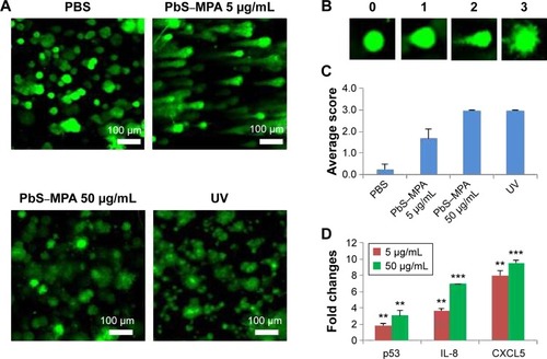 Figure 5 Comet assay and biomarker expression analysis for PbS–MPA-exposed cells.Notes: (A) Comet assay for measuring DNA damage in cells incubated with PbS–MPA QDs, (B) the criteria for scoring the comet assay results, and (C) the average score of tailing for each sample. (D) mRNA expression as measured by qPCR analysis for p53, IL-8, and CXCL5 (**P<0.01; ***P<0.001).Abbreviations: PbS–MPA, lead sulfide–3-mercaptopropionic acid; QDs, quantum dots; qPCR, quantitative real-time polymerase chain reaction; IL-8, interleukin-8; CXCL5, C-X-C motif chemokine 5.