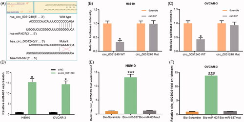 Figure 5. Hsa_circ_0051240 negatively regulates miR-637. (A) The binding sites of miR-637 and the wild-type and mutated hsa_circ_0051240 were shown. (B, C) H8910 and OVCAR-3 cells were co-transfected with miR-637 or scramble, and wild-type or mutated hsa_circ_0051240, respectively. The luciferase intensity was measured by the Dual-Luciferase Reporter Assay (*p < .05). (D) miR-637 expression was estimated by qRT-PCR assay in H8910 and OVCAR-3 cells transfected with si-NC and si-circ_0051240 (*p < .05). (E, F) H8910 and OVCAR-3 cells were treated with bio-scramble, bio- miR-637, and mutant bio-miR-637, and binding of hsa_circ_0051240 and miR-637 was accessed by pull-down assay (***p < .001).