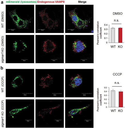 Figure 11. Localization of VAMP8 on lysosomes is not changed in Sig1R KO NSC34 cells.After 24h transfection with mEmerald-lysosome, NSC34 cells were treated with vehicle (DMSO, a) or 20 µM CCCP (b) for 12 hours prior to immunocytochemistry (to detect endogenous VAMP8) and fluorescence microscopy. Merged fluorescence from mEmerald-lysosome and VAMP8 was assessed with Pearson’s correlation coefficient. Fifteen to twenty cells were used for quantification in each group; mean ± SD; n.s., not significant by student's t-test.