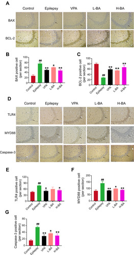 Figure 9 Effects of BA on the expressions of BAX, Bcl-2, Caspase-3, TLR4 and MYD88. (A and D) Expression of BAX, Bcl-2, Caspase-3, TLR4 and MYD88 in the CA3 was determined by immunohistochemistry of the five groups. (B, C, G and E, F) The quantitative analysis of positive expression was determined in five groups. Scale bar = 100 µm (200×). Black arrows in photomicrographs indicated the positive expression. The values were presented as the mean ± SEM. (n = 3. ##P < 0.01 vs control group; * P < 0.05, ** P < 0.01 vs epilepsy group).
