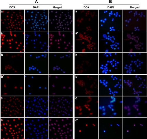 Figure 4 Fluorescence microscopy analysis of the intracellular presence of DOX in MCF-7 (A) and E0771 (B) cells.Notes: Fluorescence studies showed that the accumulation of intracellular DOX in cells treated with DOX-loaded PBCA NPs was always greater than intracellular DOX accumulation in cells treated with free DOX. The images are representative of treatment with the highest and lowest concentrations of free DOX (a, b, c) and DOX-loaded PBCA NPs (a′, b′, c′): a and a′, 43.1 μM for 1 h; b and b′, 10 μM for 1 h; c and c′, 10 μM for 24 h. All images are at a 40× magnification.Abbreviations: DOX, doxorubicin; PBCA NPs, poly(butylcyanoacrylate) nanoparticles; h, hours; DAPI, 2-(4-Amidinophenyl)-6-indolecarbamidine dihydrochloride.