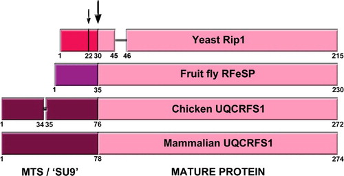 Figure 2. Graphic alignment of the Rieske protein precursors from yeast (S. cerevisiae), fruit fly (D. melanogaster), chicken (G. gallus) and mammals (bovine, mouse and human). Numbers indicate relevant residue positions. The two yeast cleavage sites, at positions 22 and 30 are indicated with arrows. The main cleavage site, conserved in all organisms is indicated with the big arrow. Different color MTS indicates the lack of homology of these sequences, while the homology in the mature protein sequences in very high.