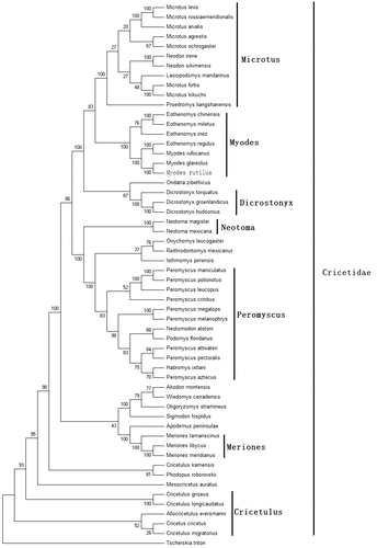 Figure 1. Phylogenetic tree generated using the maximum parsimony method based on complete mitochondrial genomes. Akodon montensis (KF769456), Allocricetulus eversmanni (KP231506), Cricetulus kamensis (KJ680375), C. griseus (DQ390542), C. migratorius (KT918407), C. longicaudatus (KM067270), Cricetus cricetus (MF405145), Dicrostonyx torquatus (KX066190), D. groenlandicus (KX712239), D. hudsonius (KX683880), Eothenomys miletus (KX014874), E. chinensis (FJ483847), E. regulus (JN629046), E. inez (KU200225), Habromys ixtlani (KY707304), Isthmomys pirrensis (KY707312), Lasiopodomys mandarinus (KF819832), Meriones meridianus (KR013227), M. libycus (KR013226), M. tamariscinus (KT834971), Mesocricetus auratus (EU660218), Microtus rossiaemeridionalis (DQ015676), M. fortis (JF261175), M. levis (NC 008064), M. kikuchii (AF348082), M. ochrogaster (KT166982), M. arvalis (MG948434), M. agrestis (MH152570), Myodes glareolus (KF918859), M. rufocanus (KT725595), Neodon irene (HQ416908), N. sikimensis (KU891252), Neotoma mexicana (KY707300), N. magister (MG182016), Neotomodon alstoni (KY707310), Onychomys leucogaster (KU168563), Oligoryzomys stramineus (MF696155), Ondatra zibethicus (KX377613), Peromyscus maniculatus (MH260579), P. leucopus (MH256659), P. megalops (KY707305), P. crinitus (KY707308), P. melanophrys (KY707303), P. polionotus (KY707301), P. pectoralis (KY707309), P. aztecus (KY707306), P. attwateri (KY707299), Phodopus roborovskii (KU885975), Proedromys. liangshanensis (FJ463038), Podomys floridanus (KY707302), Reithrodontomys mexicanus (KY707307), Sigmodon hispidus (KY707311), Tscherskia triton (EU031048), and Wiedomys cerradensis (KF769457). The out group is Apodemus peninsulae (JN546584).