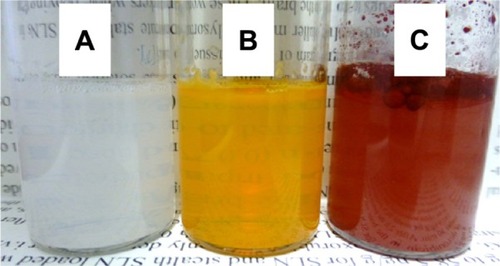 Figure 3 Photographs of NPs and control suspensions.Notes: Lyophilized products were redispersed in distilled water and mixed for 5 minutes, and then photographed. (A): PLGA-NPs lyophilized with 5% (w/v) sucrose. (B): BC-PLGA-NPs lyophilized with 5% (w/v) sucrose. (C): Free BC powder in distilled water.Abbreviations: BC, β-carotene; BC-PLGA-NPs, β-carotene-encapsulated poly(D, L-lactide-co-glycolide) nanoparticles; NPs, nanoparticles; PLGA-NPs, poly(D, L-lactide-co-glycolide) nanoparticles.