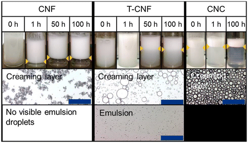 Figure 4. Phase behavior of nanocellulose-stabilized emulsions as a function of time. The samples in the images contain 1% nanocellulosic material and 20% oil, and the creaming layer is indicated with orange arrows. Samples for micrographs of the different phases were transferred to separate vials at 24 h after preparation, and images were taken at 72 h after preparation. The scale bar is 200 μm. Modified from Ref. [Citation70], with permission from Elsevier (© Elsevier 2017).