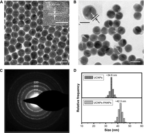 Figure 1 The morphology and size distribution of UCNPs-PANPs.Notes: TEM image of UCNPs (A) and UCNPs-PANPs (B). Scale bar: 50 nm. Inset (A): an HR-TEM image of a UCNP. Arrows indicate the distance of the lattice. (Scale bar: 5 nm) and inset (B) a UCNP-PANP. Arrows indicates thickness of the shell (Scale bar: 30 nm). (C) SAED pattern of UCNPs. (D) The particle size distribution of UCNPs and UCNPs-PANPs. The average size of UCNPs and UCNPs-PANPs iŝ34.6 nm and ~42.3 nm, respectively.Abbreviations: HR-TEM, high-resolution transmission electron microscopy; SAED, selected area electron diffraction; UCNPs, upconversion nanoparticles; UCNPs-PANPs, polyaniline-coated UCNPs.