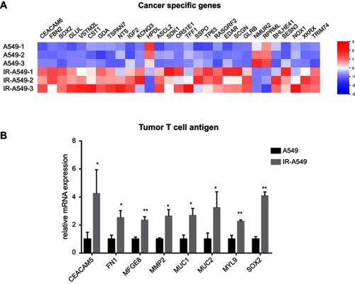 Figure 1 Immunogenic modulation effect of irradiation (IR) in A549 cells. (A) Heat map of cancer-specific genes’ mRNA expression was plotted using results of RNA sequence. Colored bars represent differential levels of mRNAs expressed in A549 and IR-A549 cells. (B) The mRNA levels of tumor T cell antigens were analyzed by qRT-PCR. The data shown are the representative of three experiments (*P<0.05; **P<0.01).