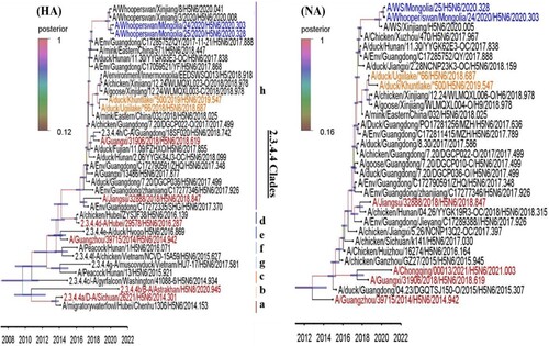 Figure 2. The HA and NA gene maximum clade credibility tree for the A/MN/H5N6/2018-19 viruses was constructed using the BEAST 1.10.4 software package (https://beast-dev.github.io/beast-mcmc). Node bars indicate a 95% posterior density for each node height and the coloured of each branch indicate its posterior probability. Both H5N6 isolates reported in this study are shown in orange, the human H5 in red and the MN/H5N6/2020 in blue. The tMRCA is indicated at the bottom of the tree, and was estimated using the Bayesian Markov chain Monte Carlo method in BEAST 1.10.4.