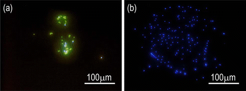 FIG. 3 Epi-fluorescence images of (a) deflected green and (b) undeflected blue PSL spheres.