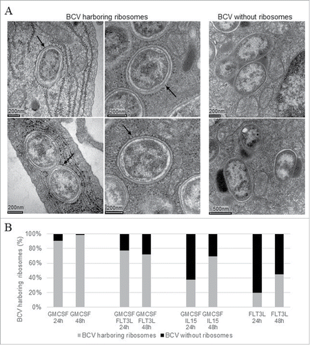 Figure 2. Intracellular localization in BMDCs analyzed by electronic microscopy BMDCs from C57BL/6 mice were infected at a MOI of 30. 24h and 48h post-infection, cells were fixed and processed for Electron Microscopy analysis. The BCV morphological appearance was analyzed on electron microscopy thin sections either BCVs harboring ribosomes (A/arrows left panel). Some BCVs containing either one or several bacteria were free of ribosomes (A/right panel). The relative abundance of ER-derived BCV was evaluated on EM cell profiles at 24 and 48h post-infection (B). Combining three different experiment around 100 BCV were quantified for each time-point and results are expressed by a percentage.